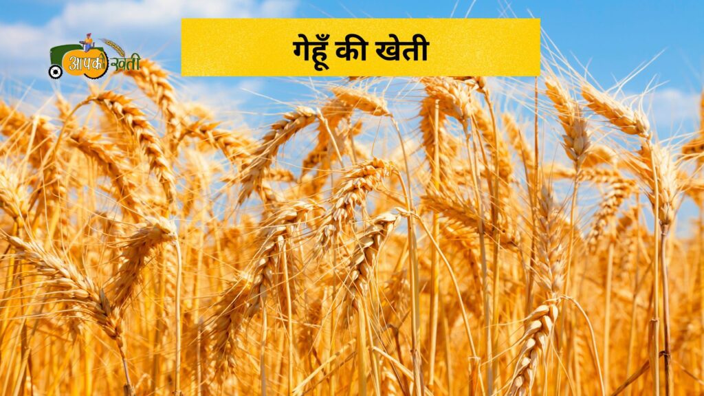 नवंबर में बोई जाने वाली फसलें-Aapkikheti.com