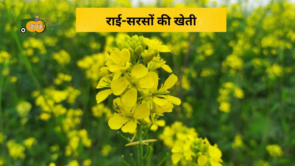 नवंबर में बोई जाने वाली फसलें-Aapkikheti.com