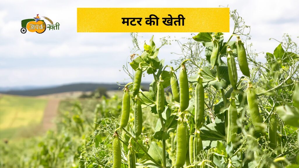 नवंबर में बोई जाने वाली फसलें-Aapkikheti.com