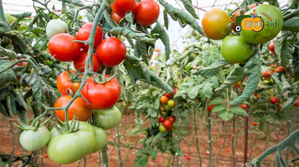 Tomato Farming in Madhya pradesh-Aapkikheti.com