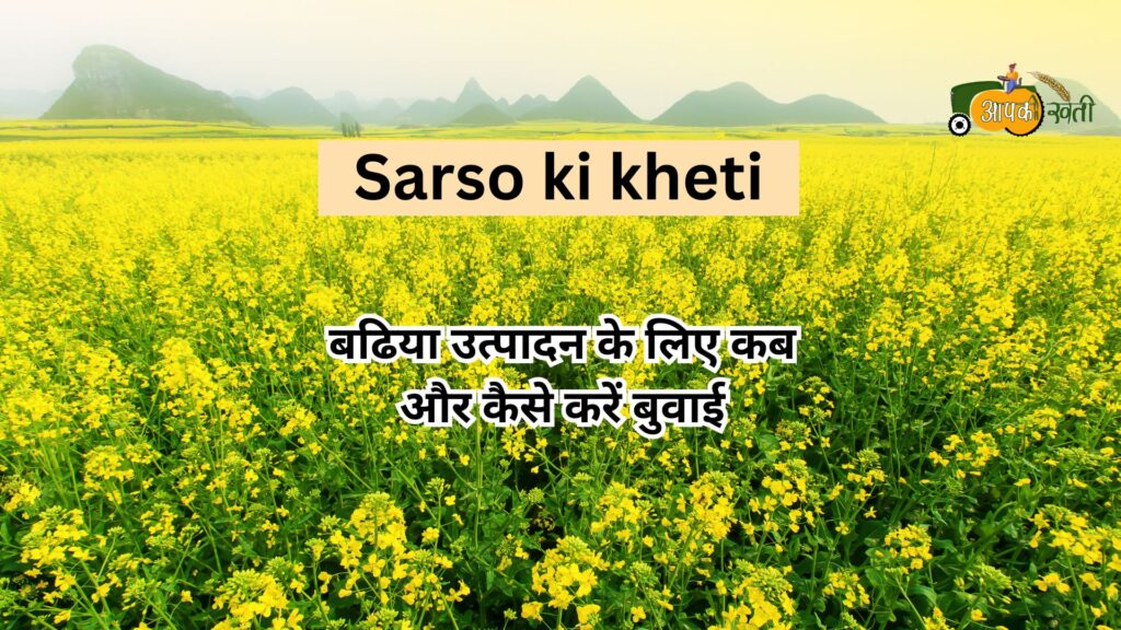 Sarso ki kheti Aapkikheti.com