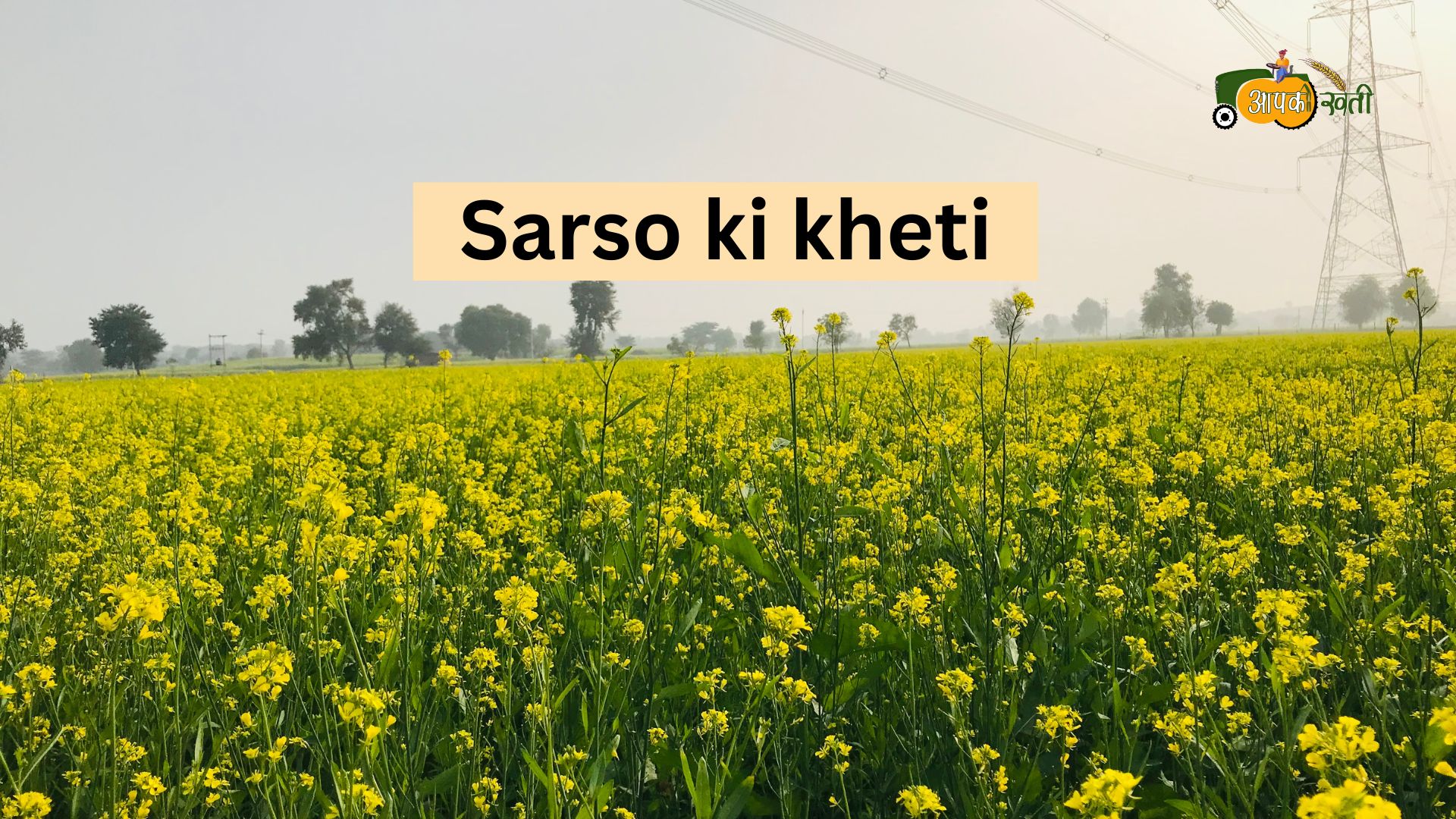 Sarso ki kheti Aapkikheti.com