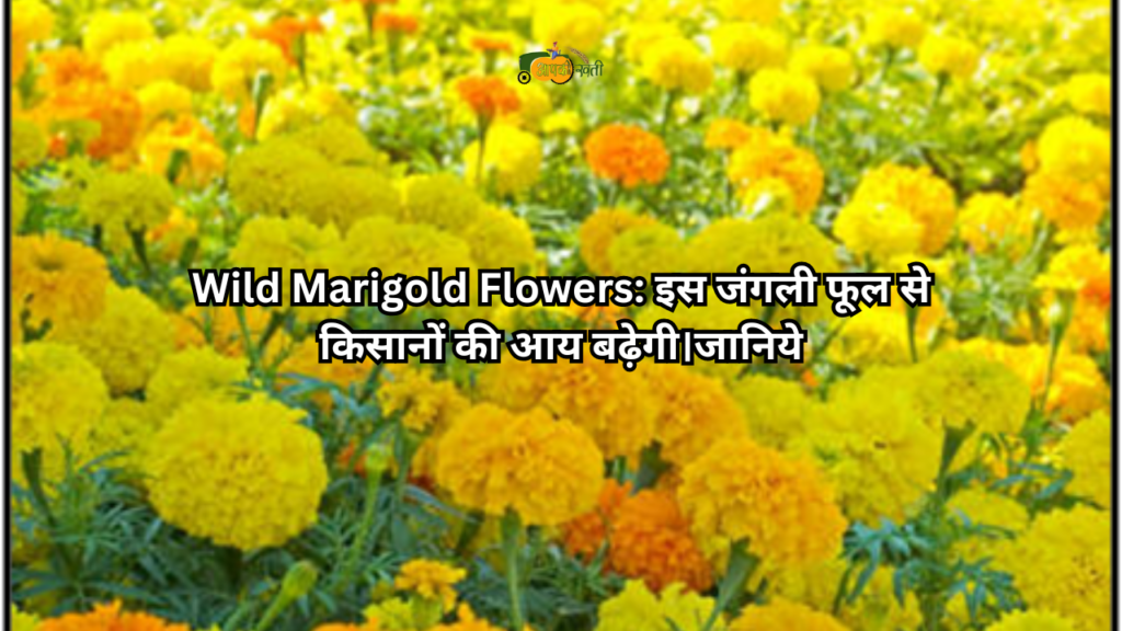 Wild Marigold Flowers