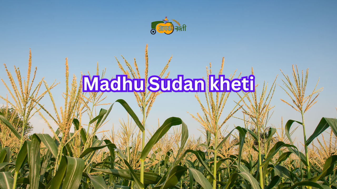 Madhu Sudan kheti