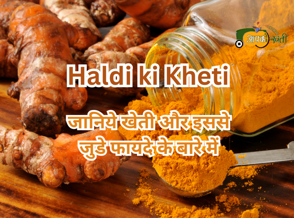 Haldi ki kheti Aapkikheti.com