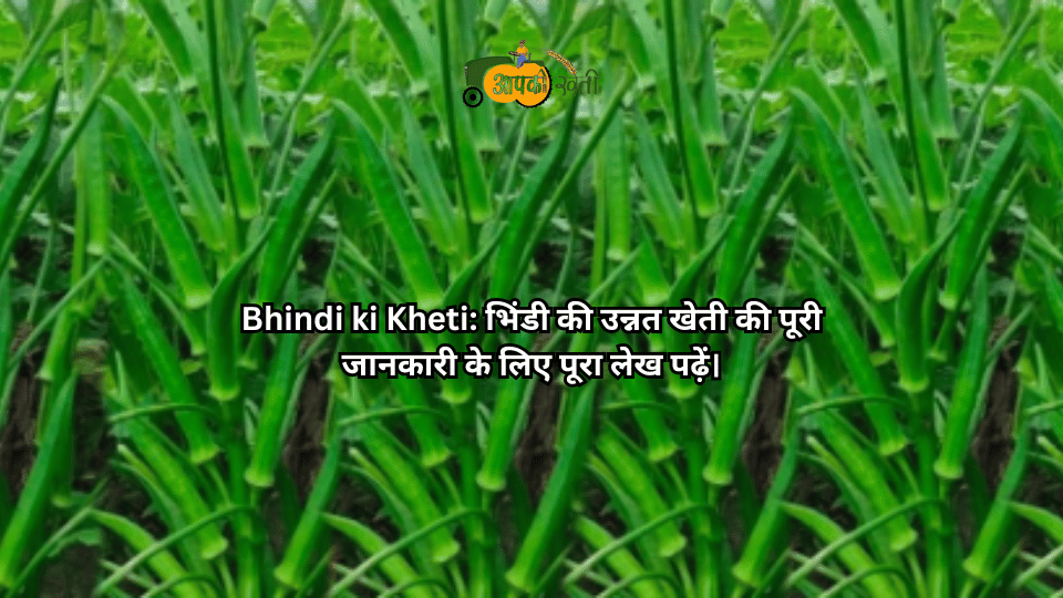 Bhindi ki Kheti