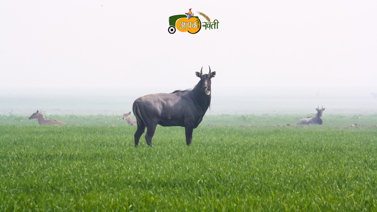 Nilgaay