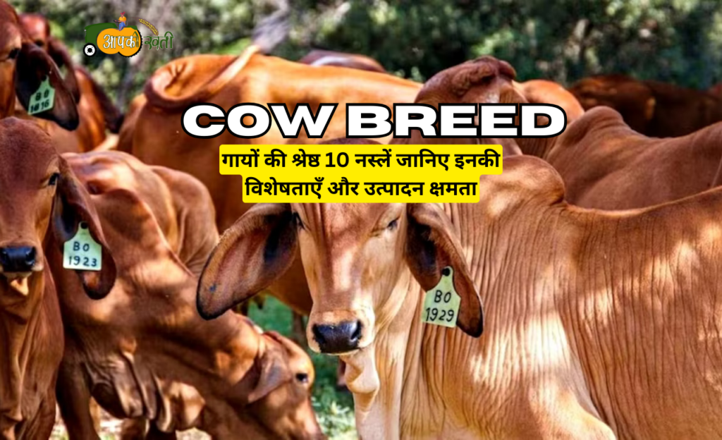 Cow Breed aapkikheti.com