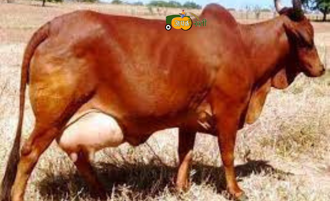 Cow Breed aapkikheti.com
