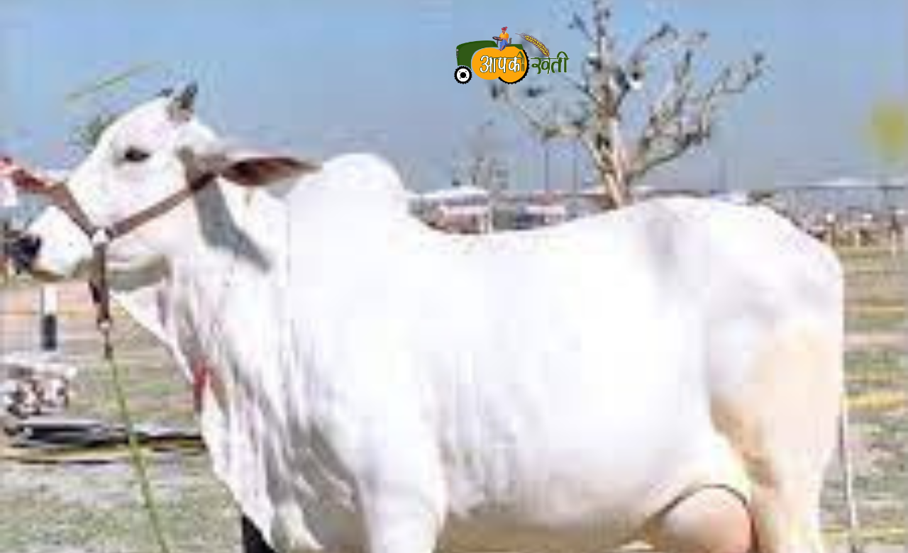 हरियाना गाय aapkikheti.com