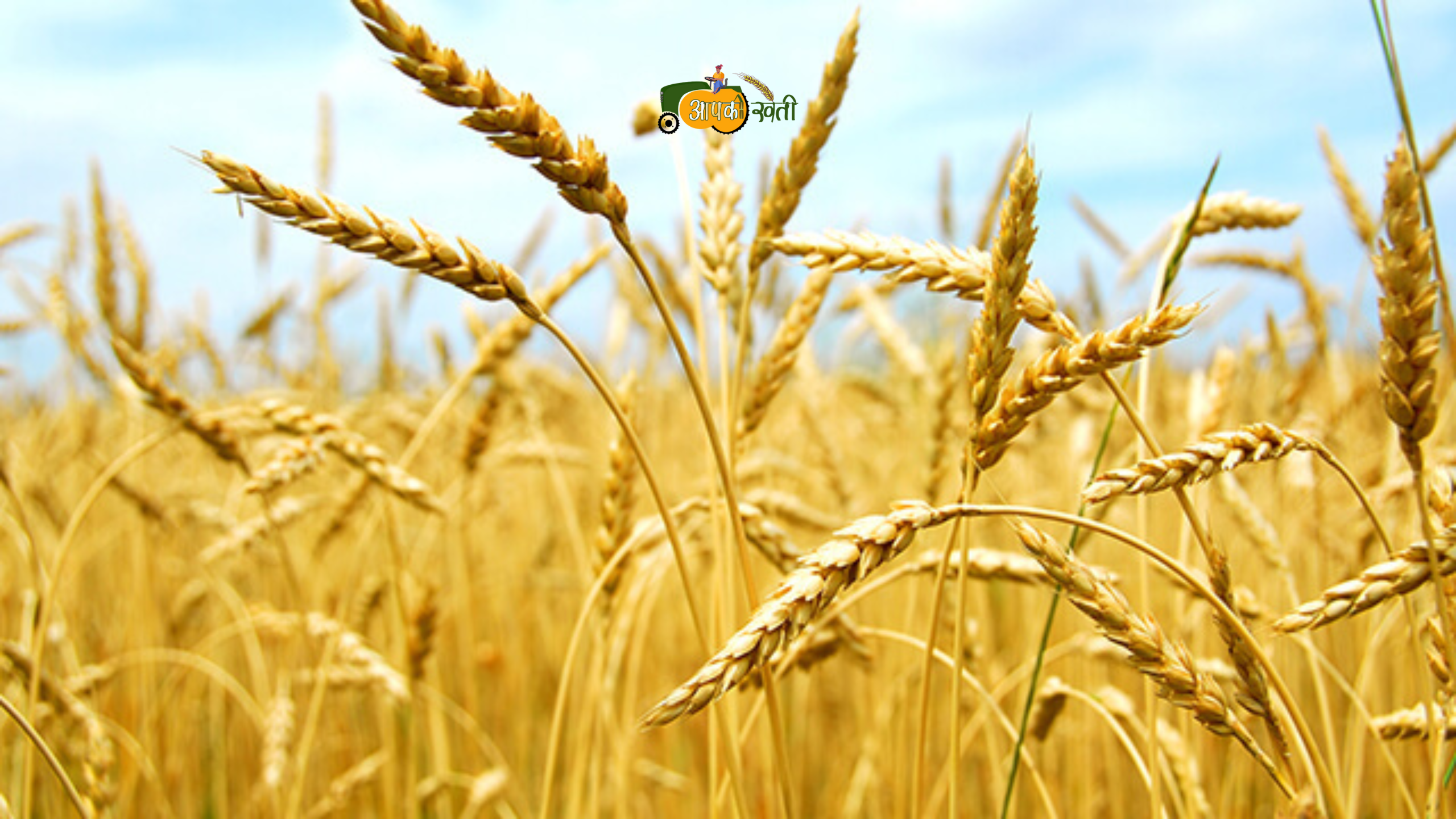 Wheat Crop