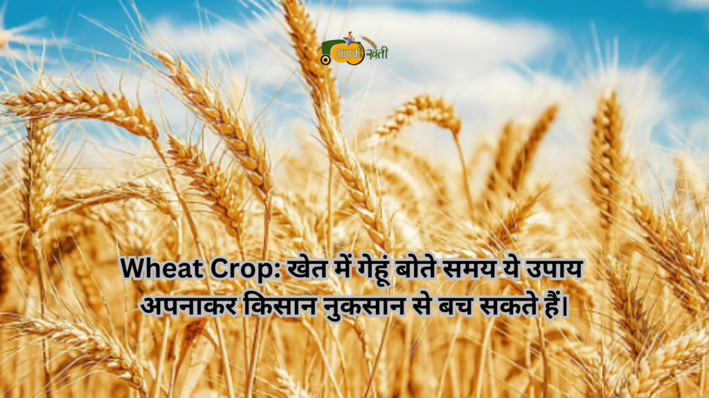 Wheat Crop