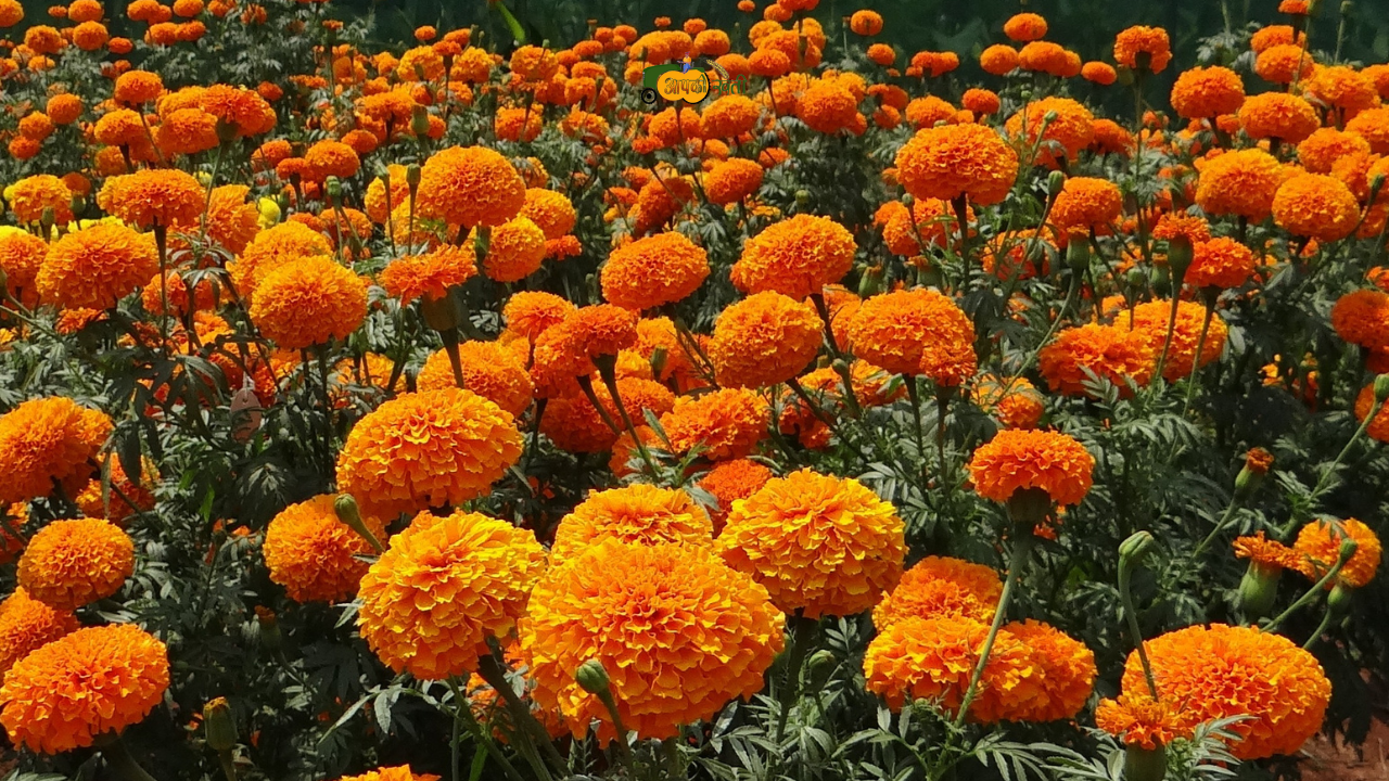 Wild Marigold Flowers