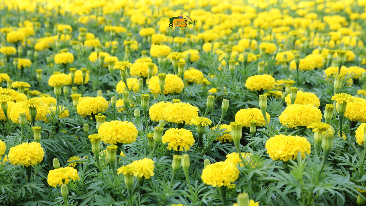 Wild Marigold Flowers