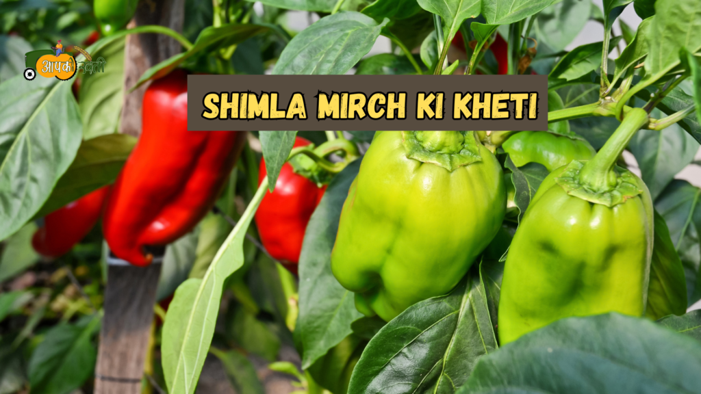 shimla mirch ki kheti