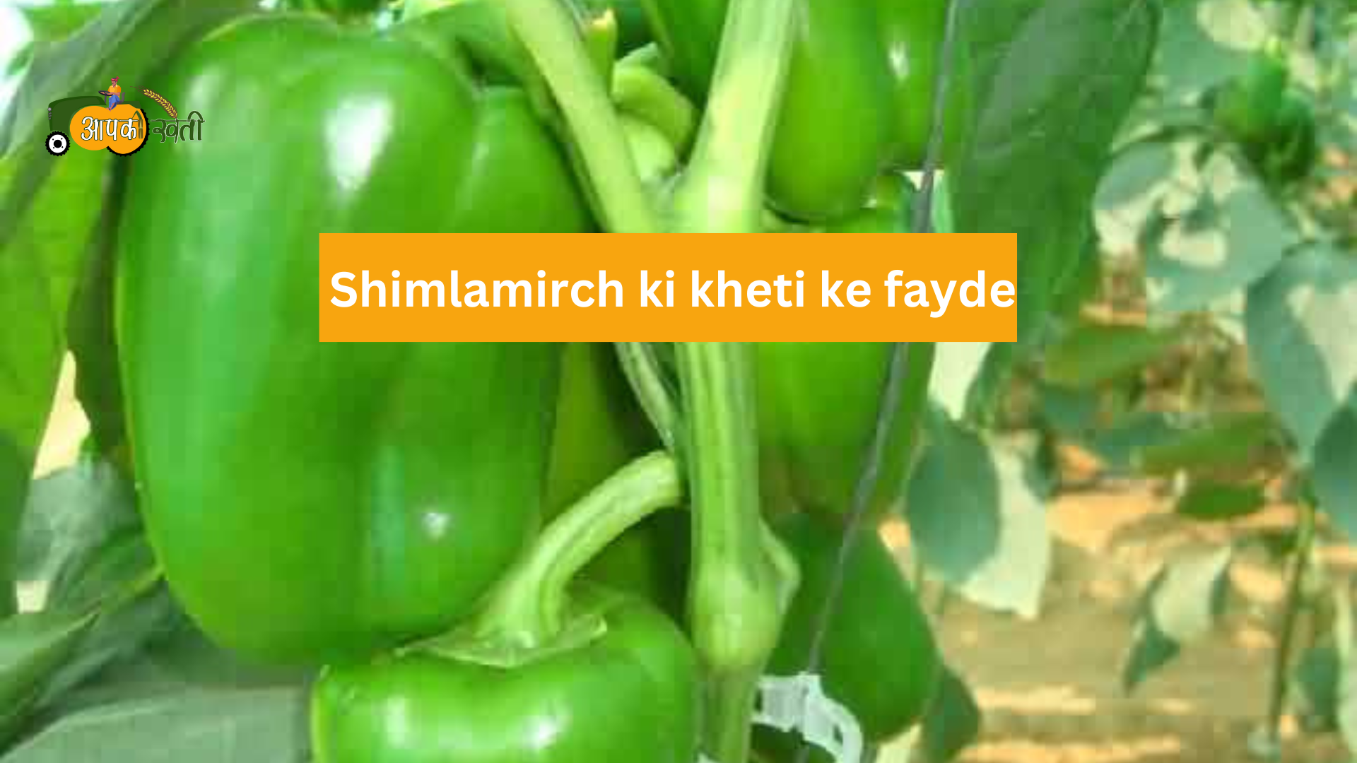 shimla mirch ki kheti