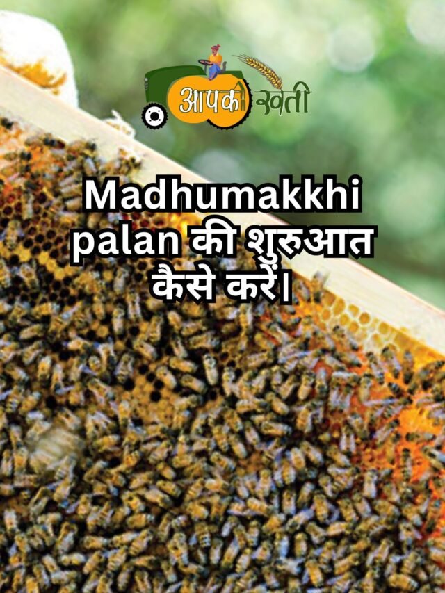 Madhumakkhi palan की शुरुआत कैसे करें।