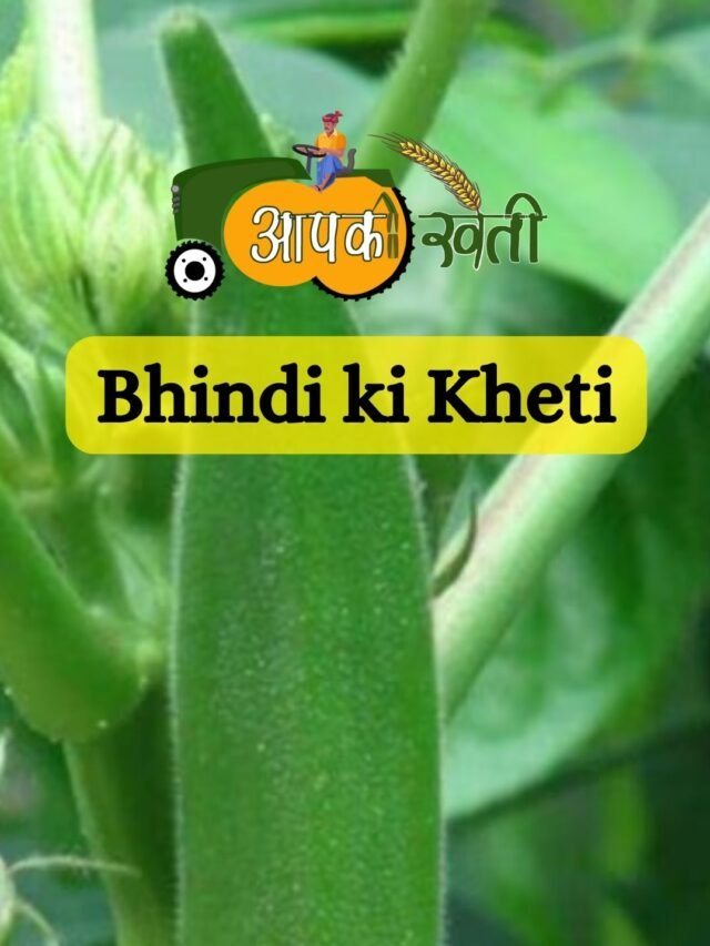 Bhindi ki Kheti