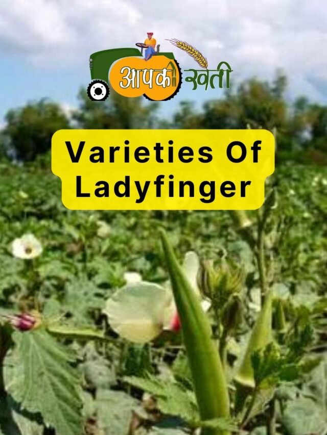 Varieties Of Ladyfinger