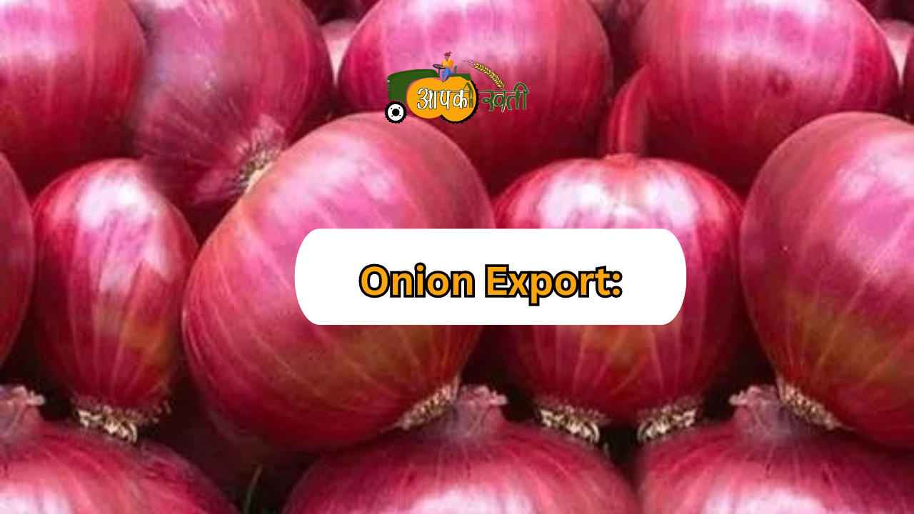 Onion Export