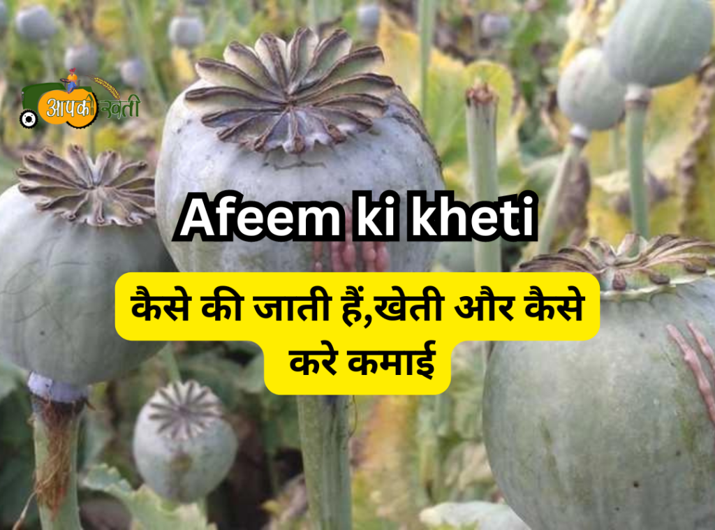 Afeem ki kheti