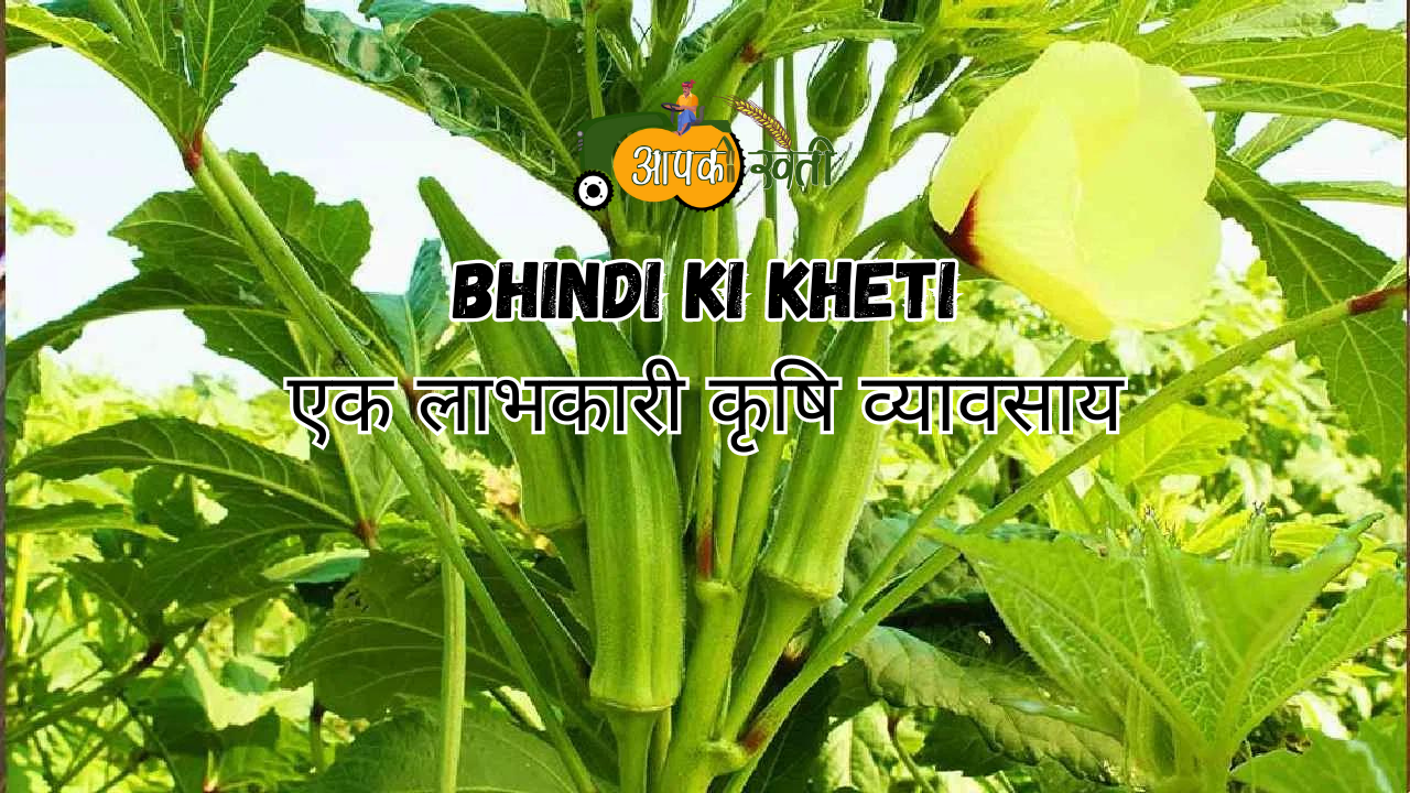 Bhindi ki Kheti 2024