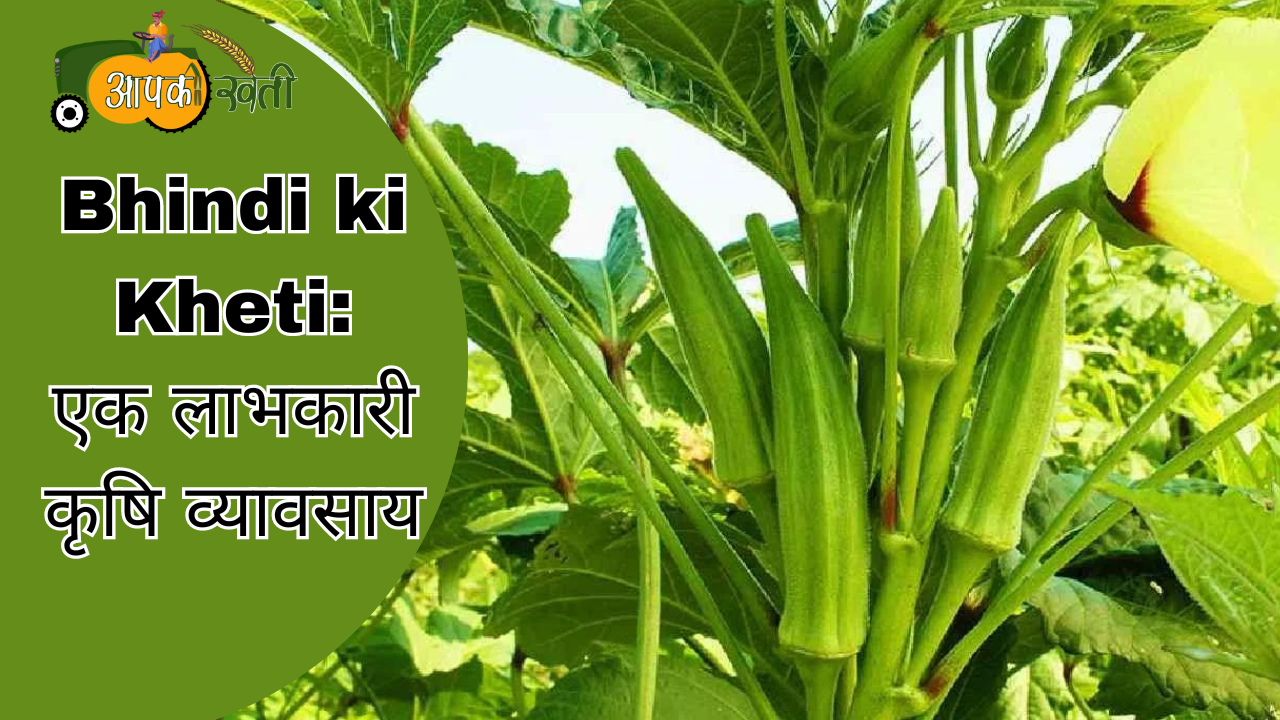 Bhindi ki Kheti: एक लाभकारी कृषि व्यावसाय - aapkikheti