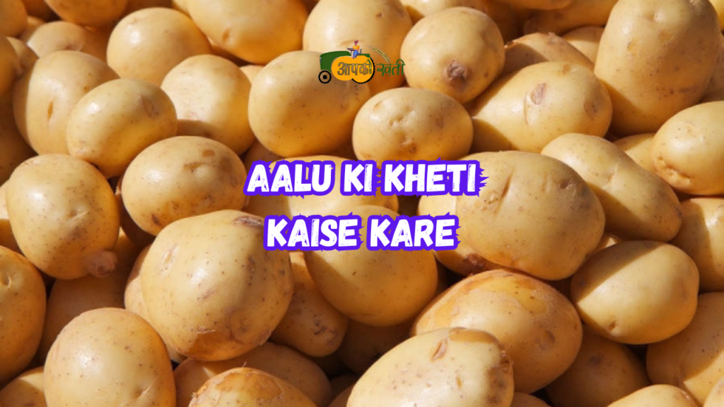 Aalu Ki Kheti Kaise Kare