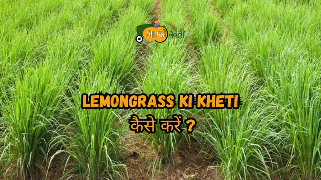 Lemongrass ki kheti