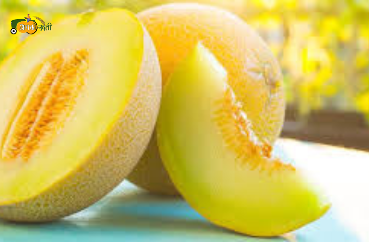 Top Varieties Melon aapkikheti.com