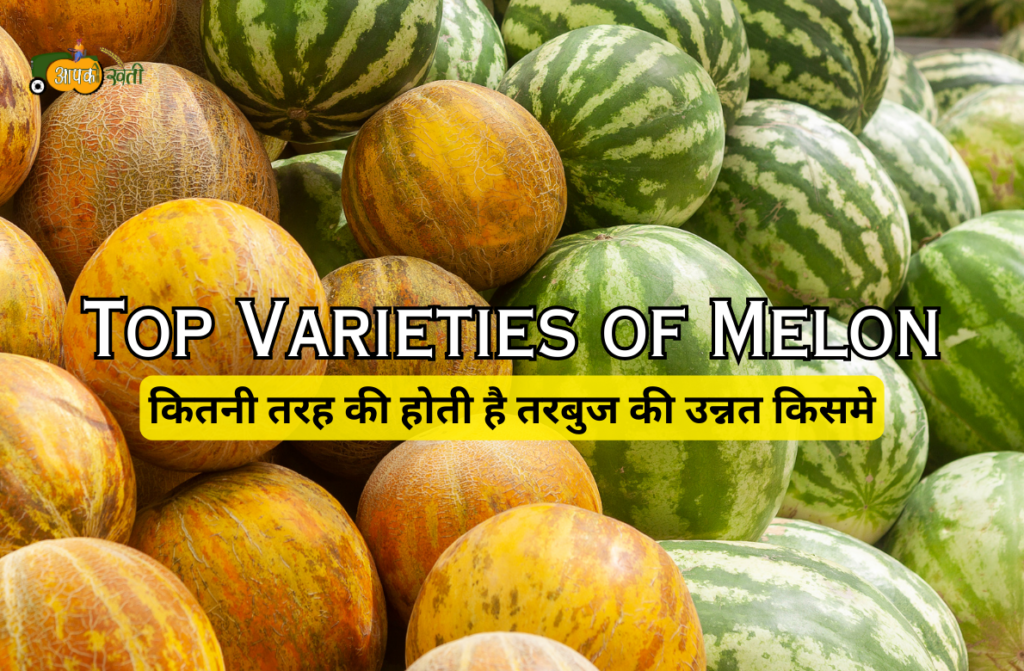 Top Varieties of Melon