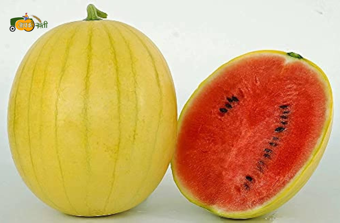 Top Varieties Melon aapkikheti.com