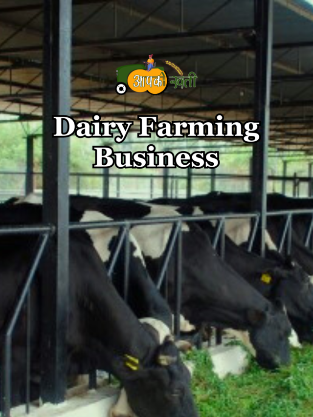 Dairy Farming Business