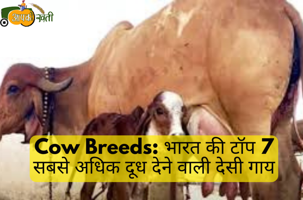 Cow Breeds: