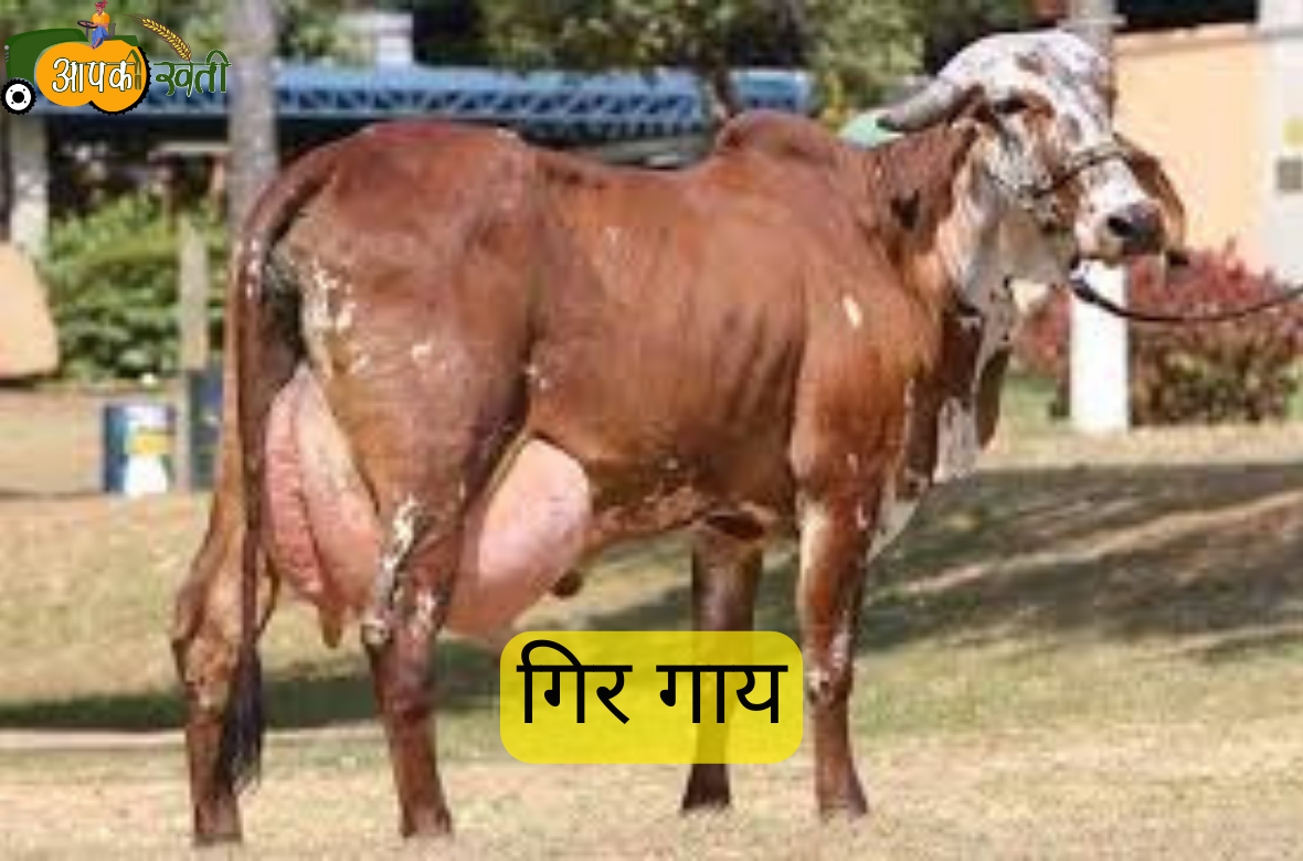 गिर गाय tripowe.com