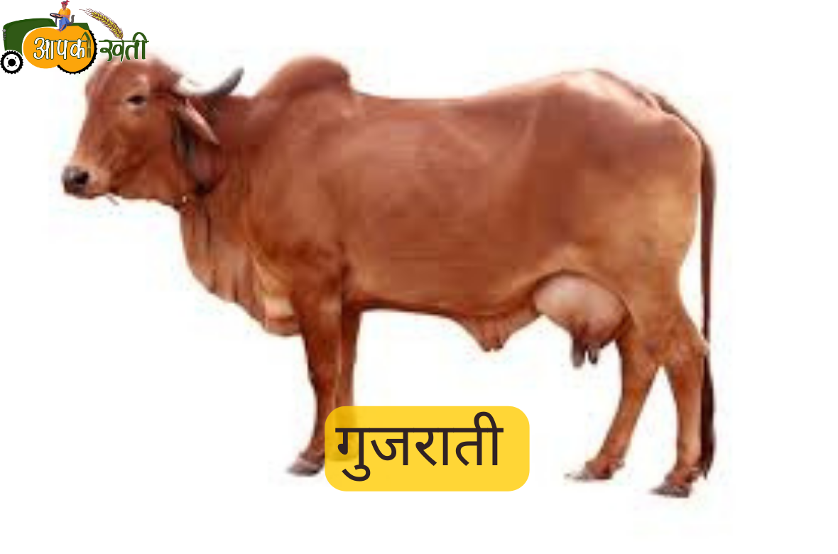 गुजराती tripowe.com