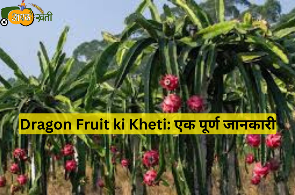 Dragon Fruit ki Kheti: एक पूर्ण जानकारी