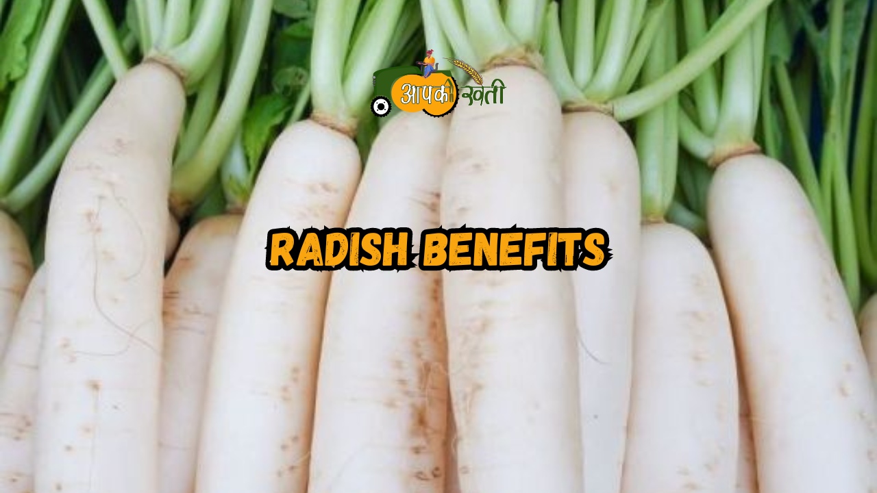 Radish Benefits