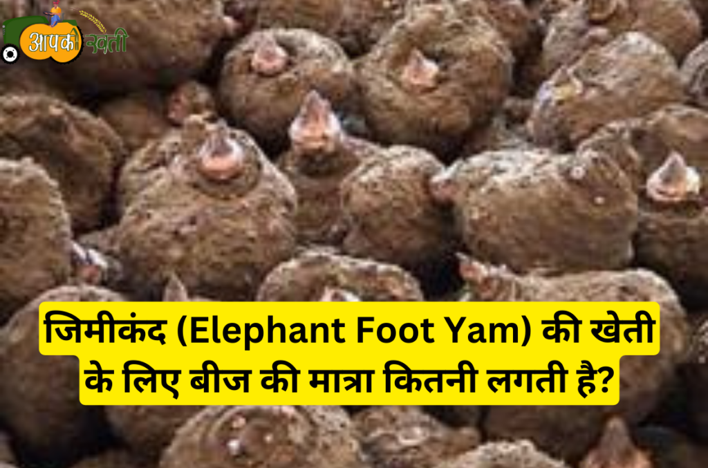 Elephant Foot Yam aapkikheti.com