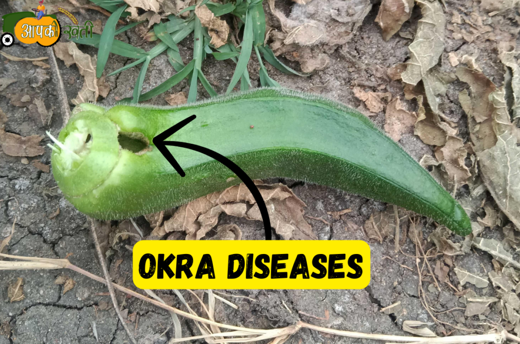 Okra Diseases aapkikheti.com