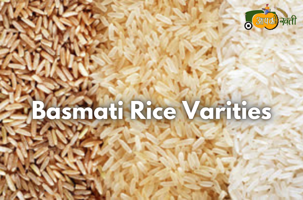 Basmati Rice Varities