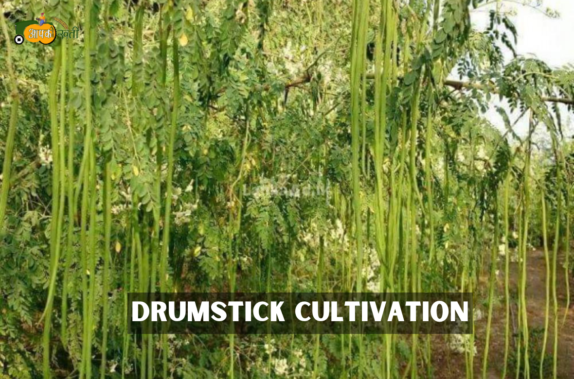 Drumstick Cultivation aapkikheti.com
