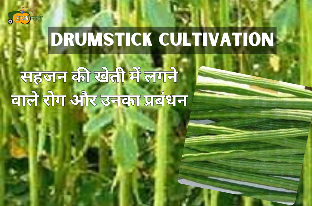 Drumstick Cultivation