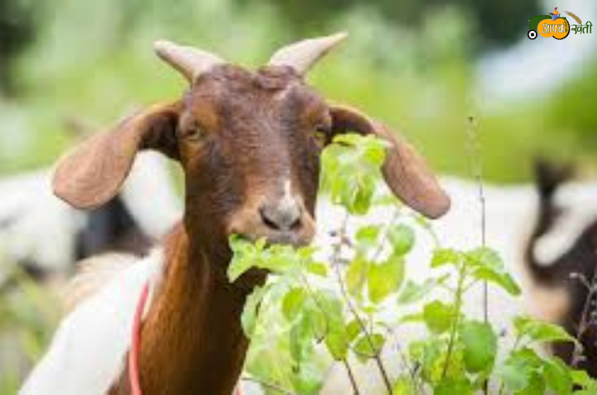 Goat Farming aapkikheti.com