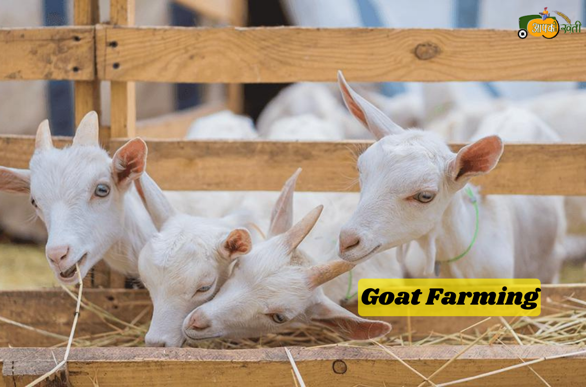 Goat Farming aapkikheti.com