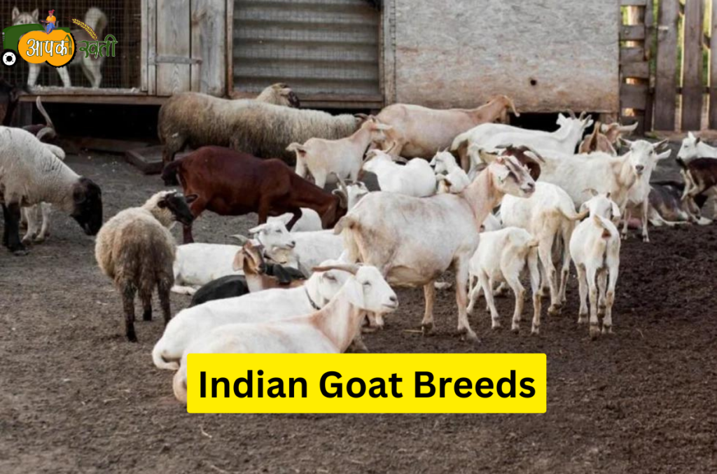 Indian Goat Breeds