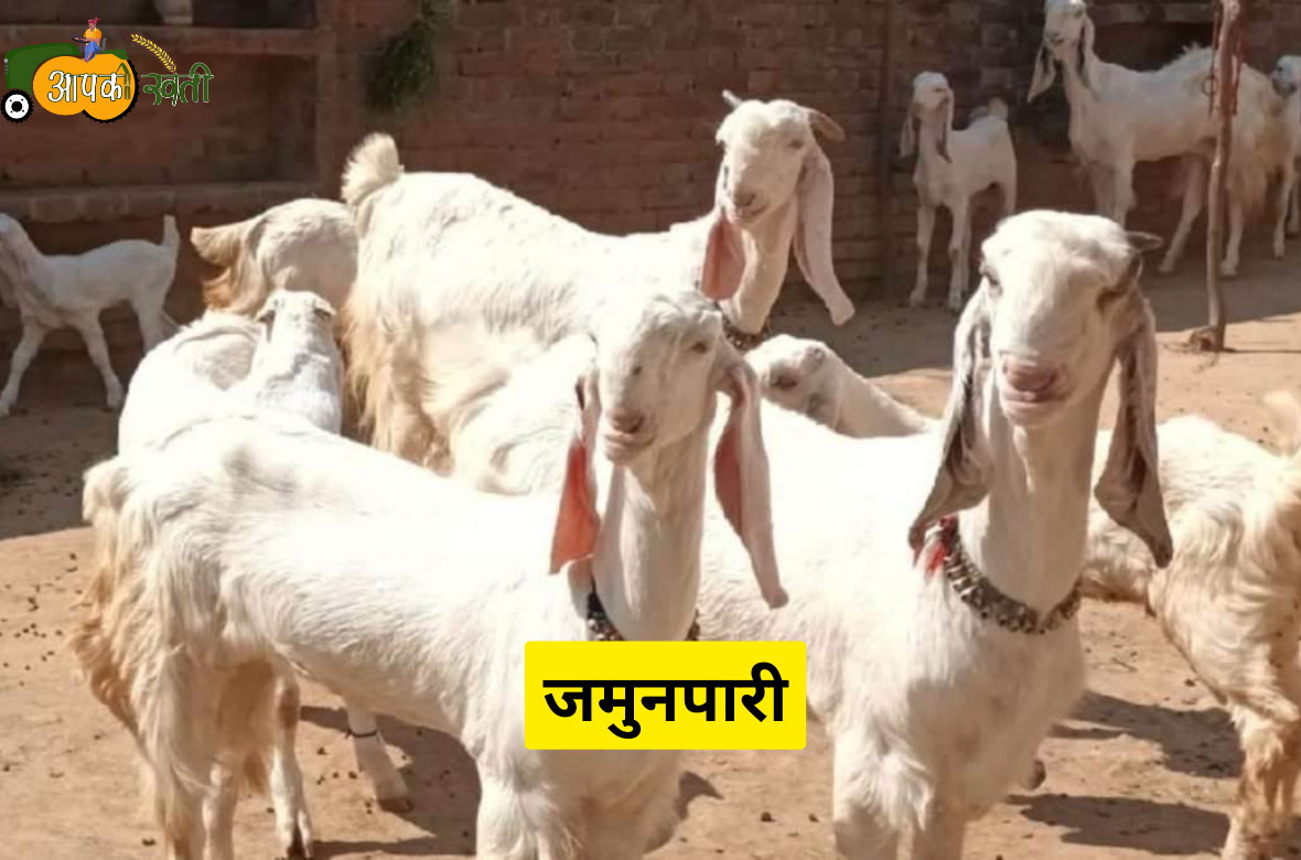 Indian Goat Breeds