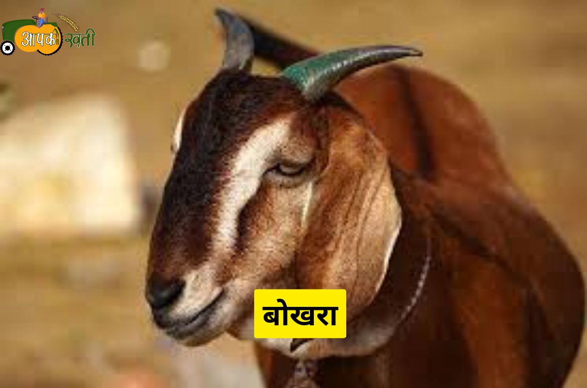 Indian Goat Breeds aapkikheti.com