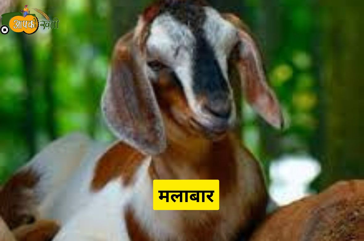 Indian Goat Breeds aapkikheti.com 