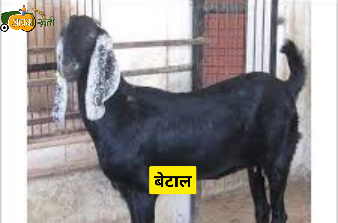 Indian Goat Breeds aapkikheti.com  